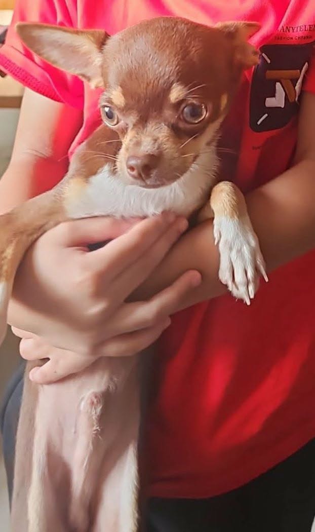 Lost Dog in Doha