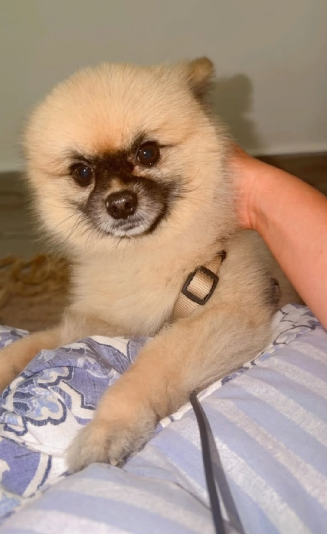 Lost Dog in Doha