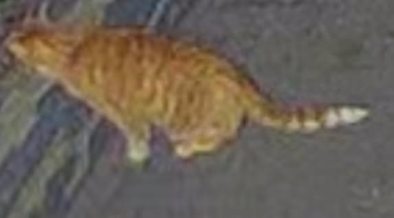 Found cat