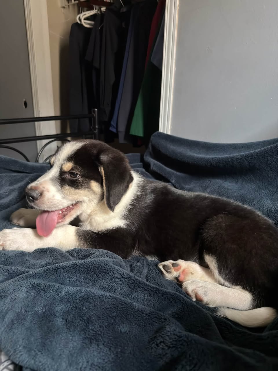 Lost dog