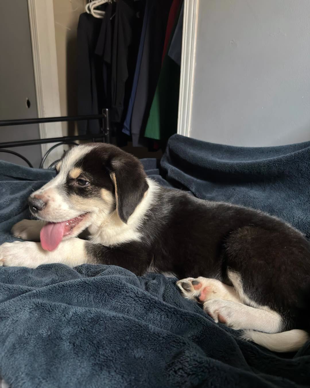Lost Dog in King And University