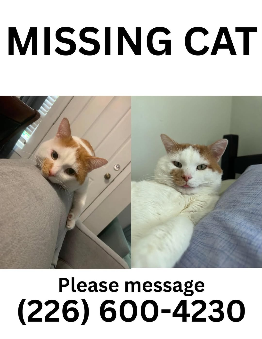 Lost Cat in Kitchener