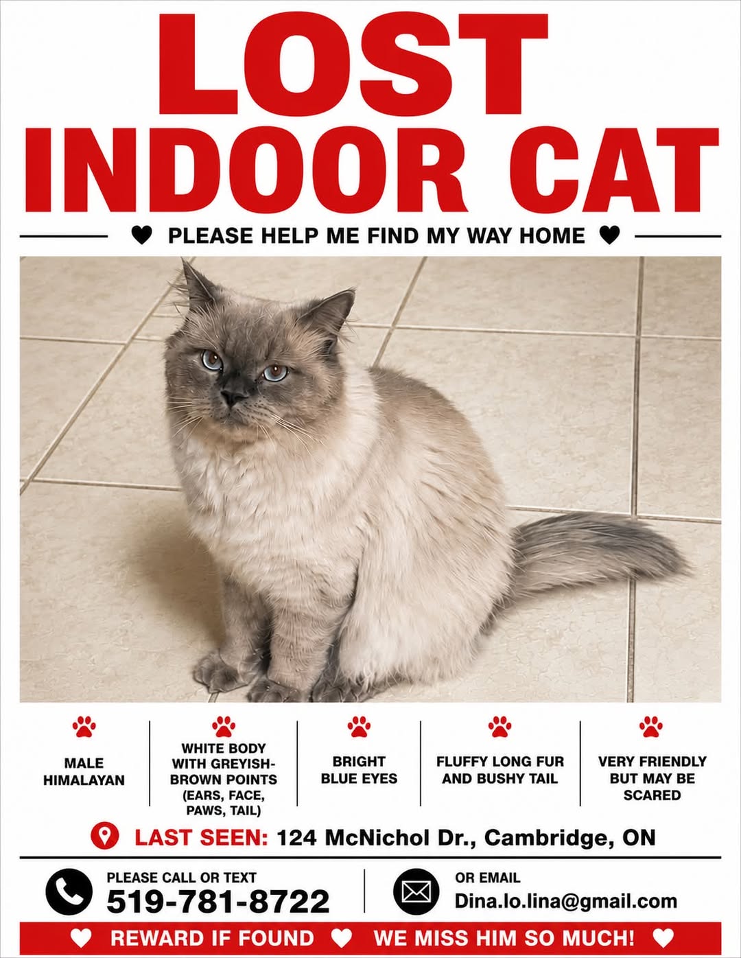 Lost cat