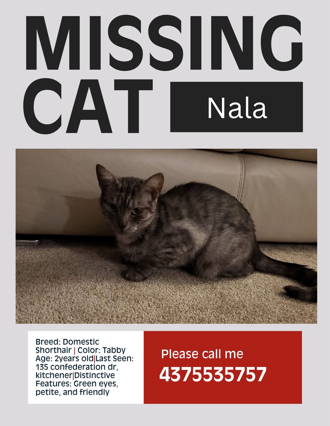Lost Cat in Kitchener