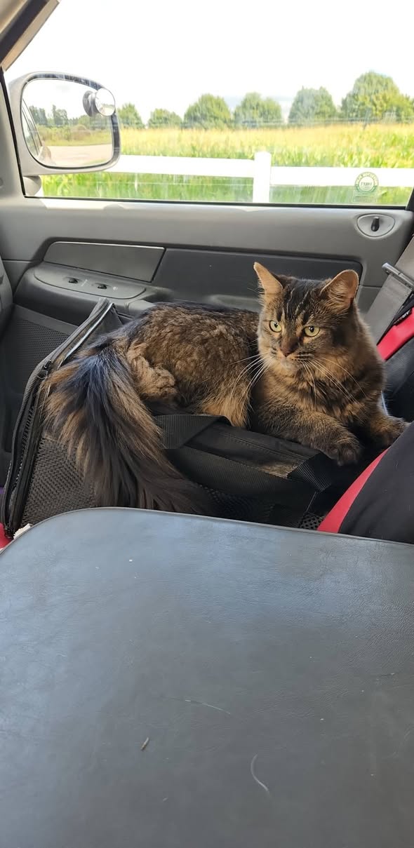 Lost Cat in Kitchener