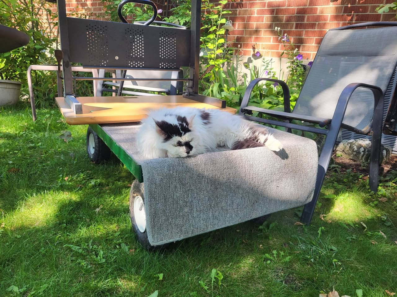 Lost Cat in Kitchener