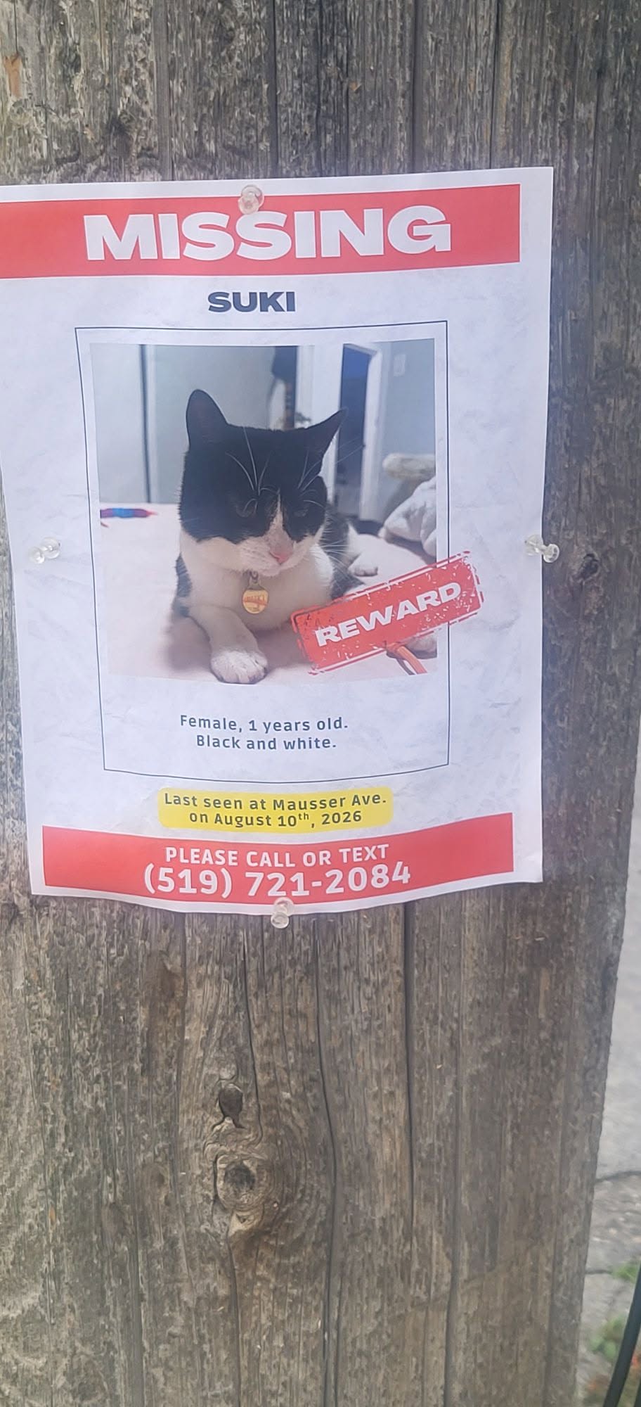 Lost Cat in Kitchener