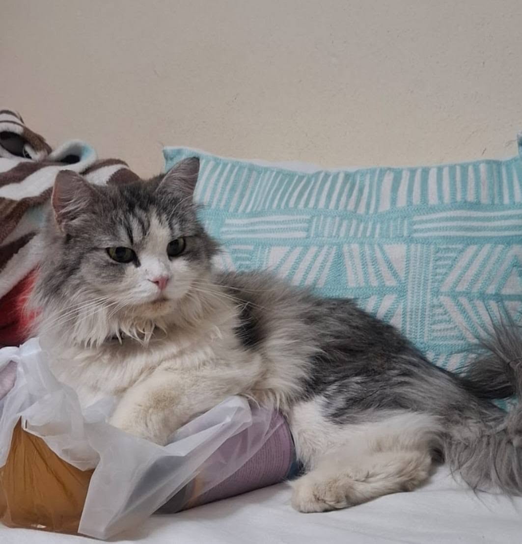 Lost Cat in Doha