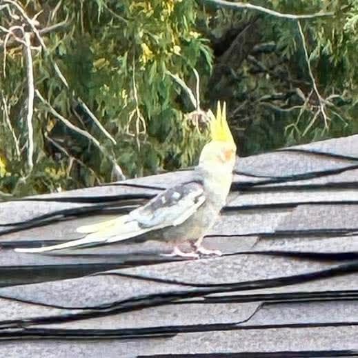 Found bird
