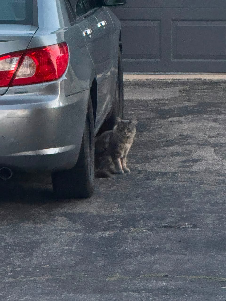 Found cat