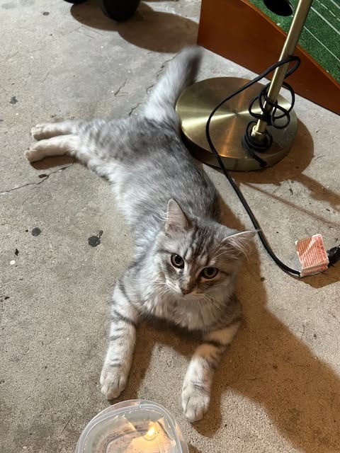 Found cat