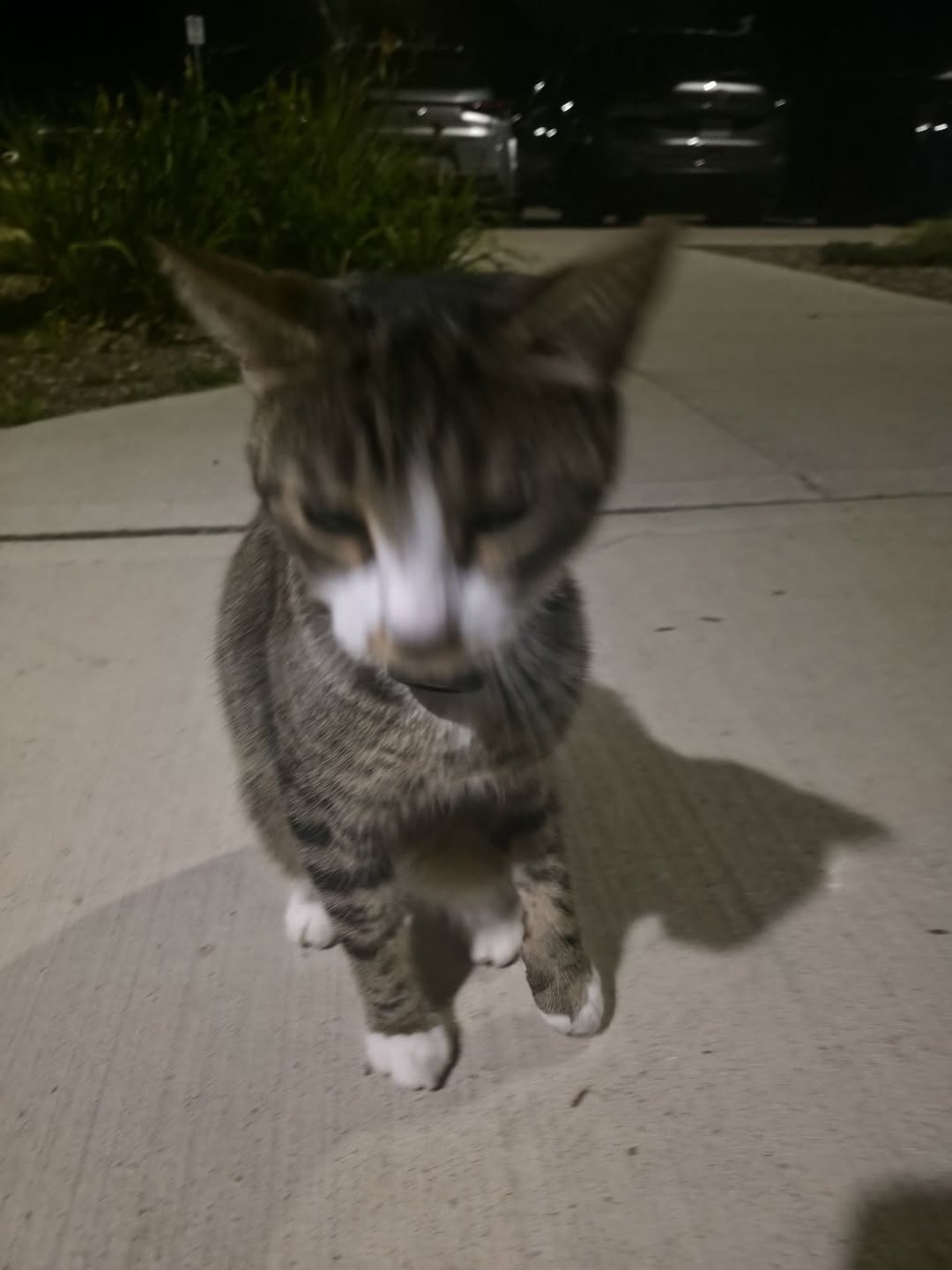 Found cat