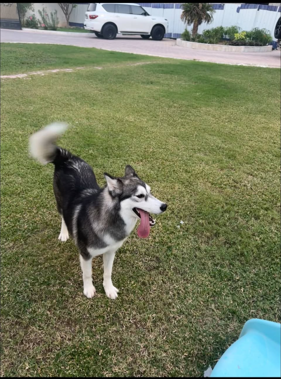 Lost Dog in Doha