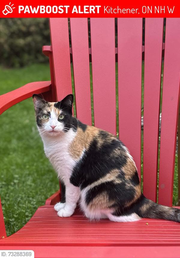 Lost Cat in Lancaster And Guelph
