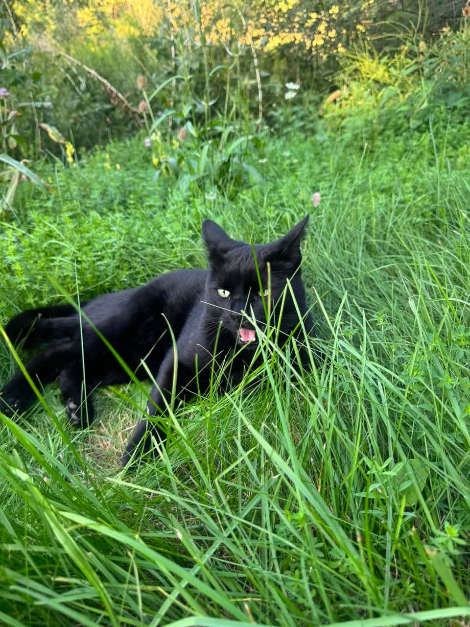Found cat