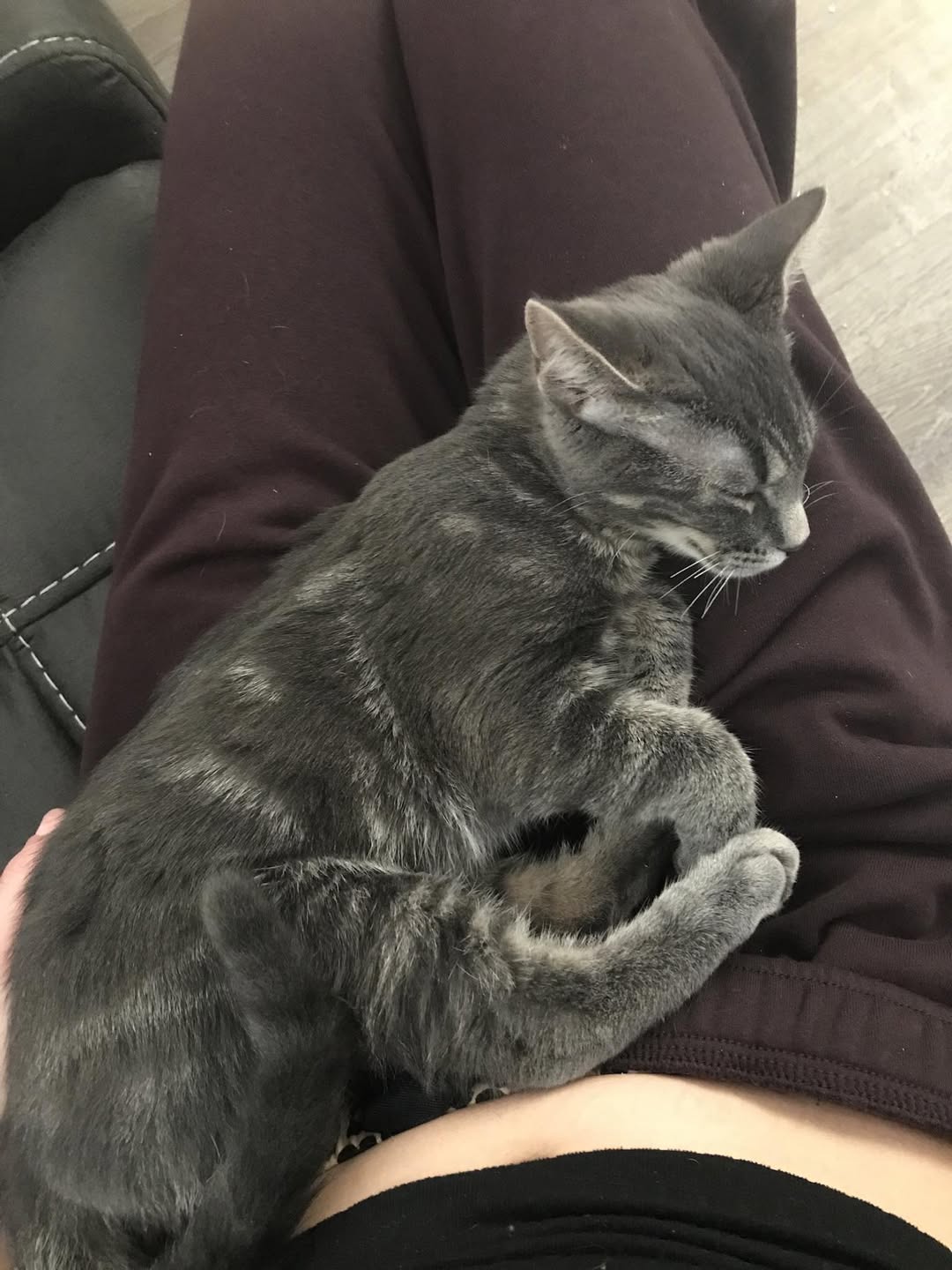 Lost Cat in Stanley Park