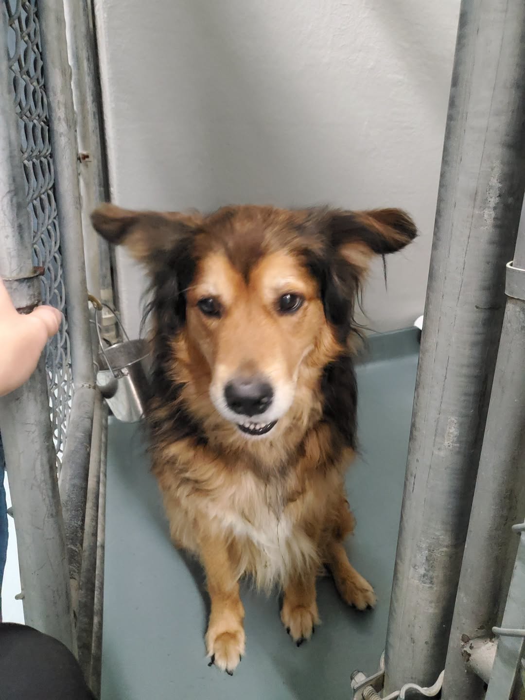 Found Dog in Cambridge