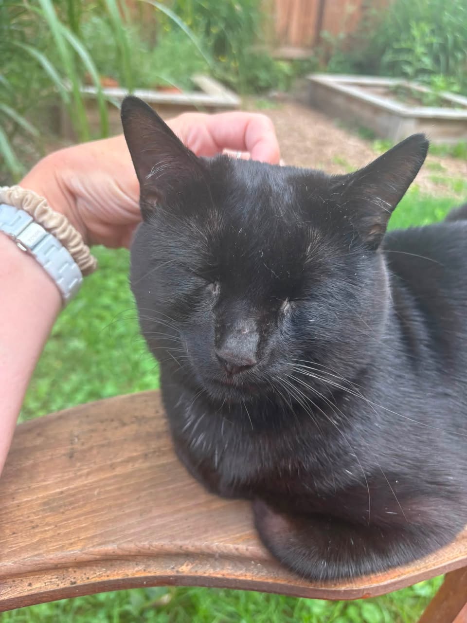 Found cat
