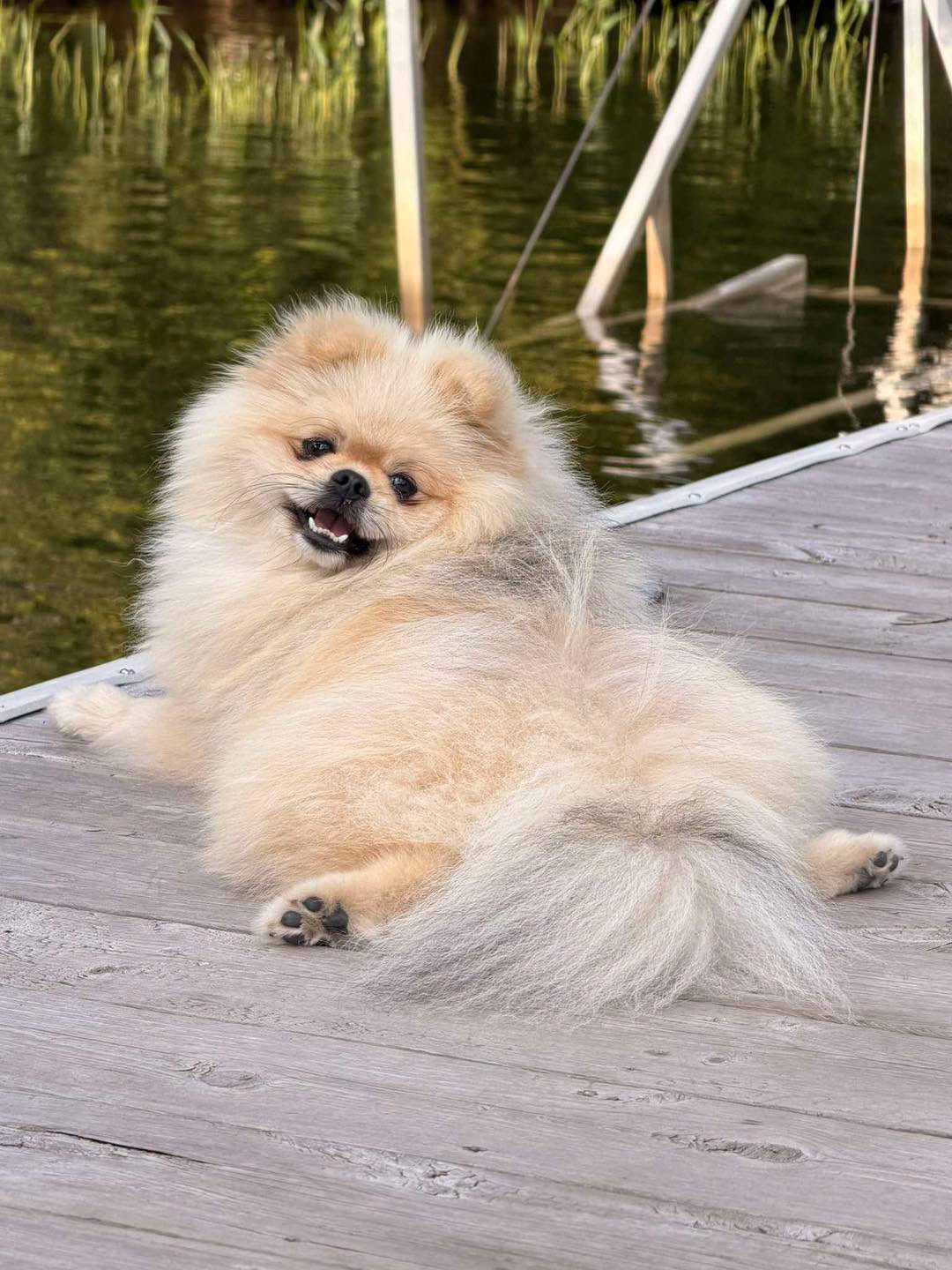 Lost Dog in King City