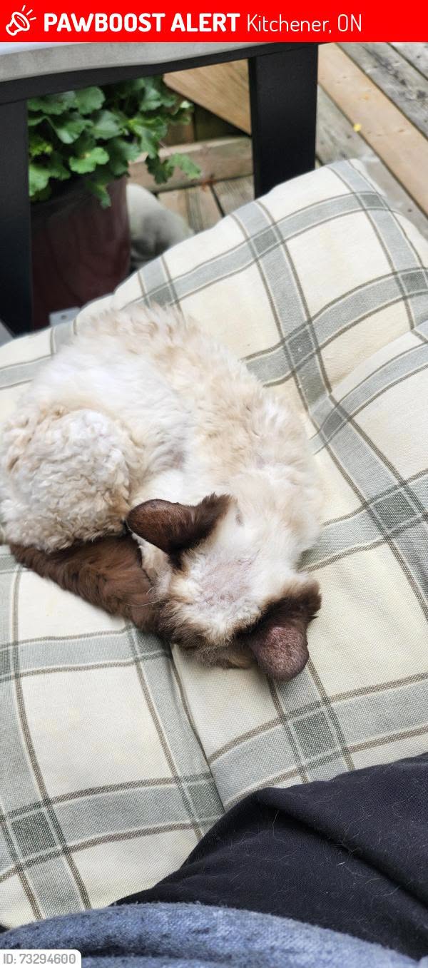 Lost Cat in Kitchener