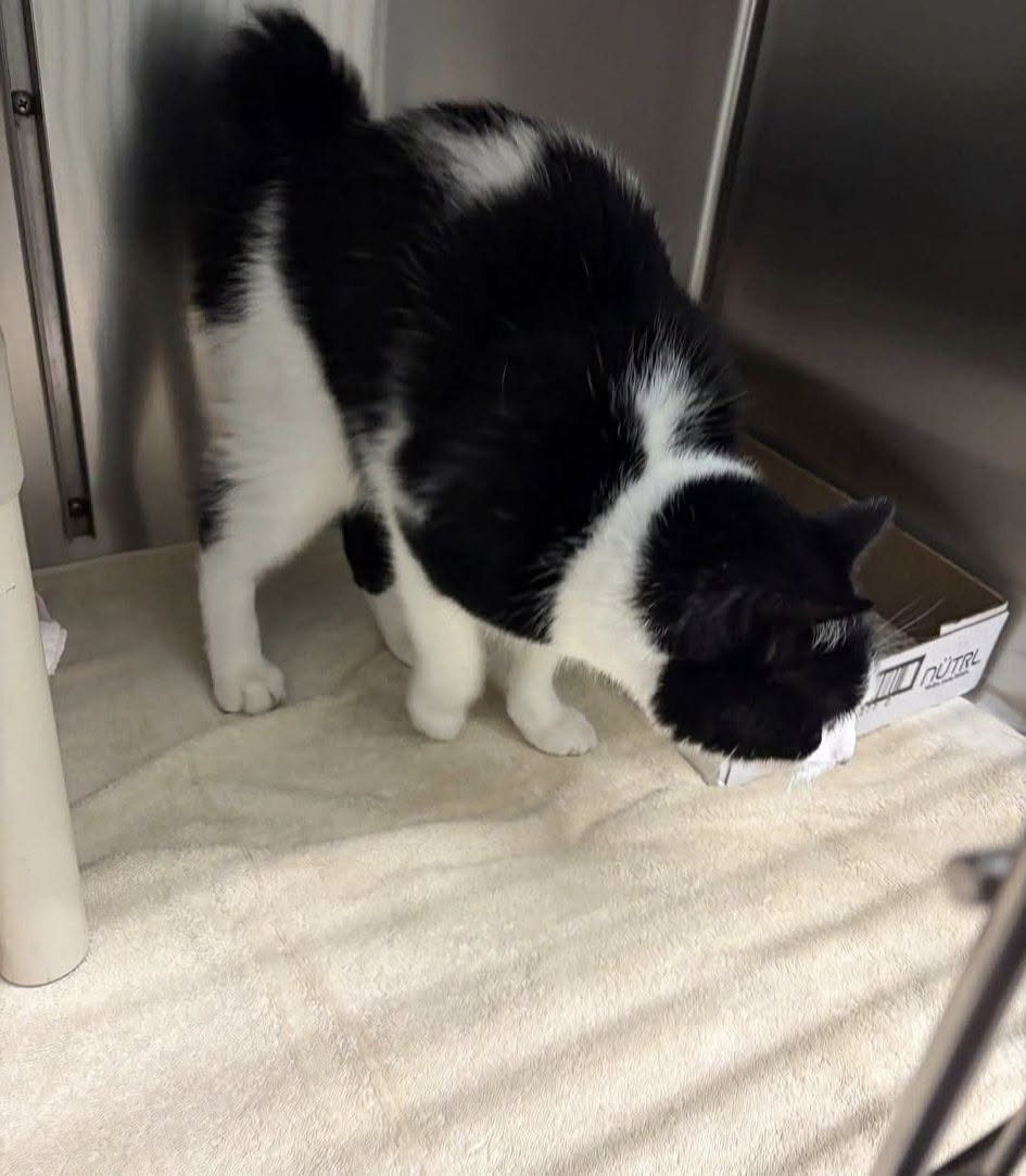 Found cat