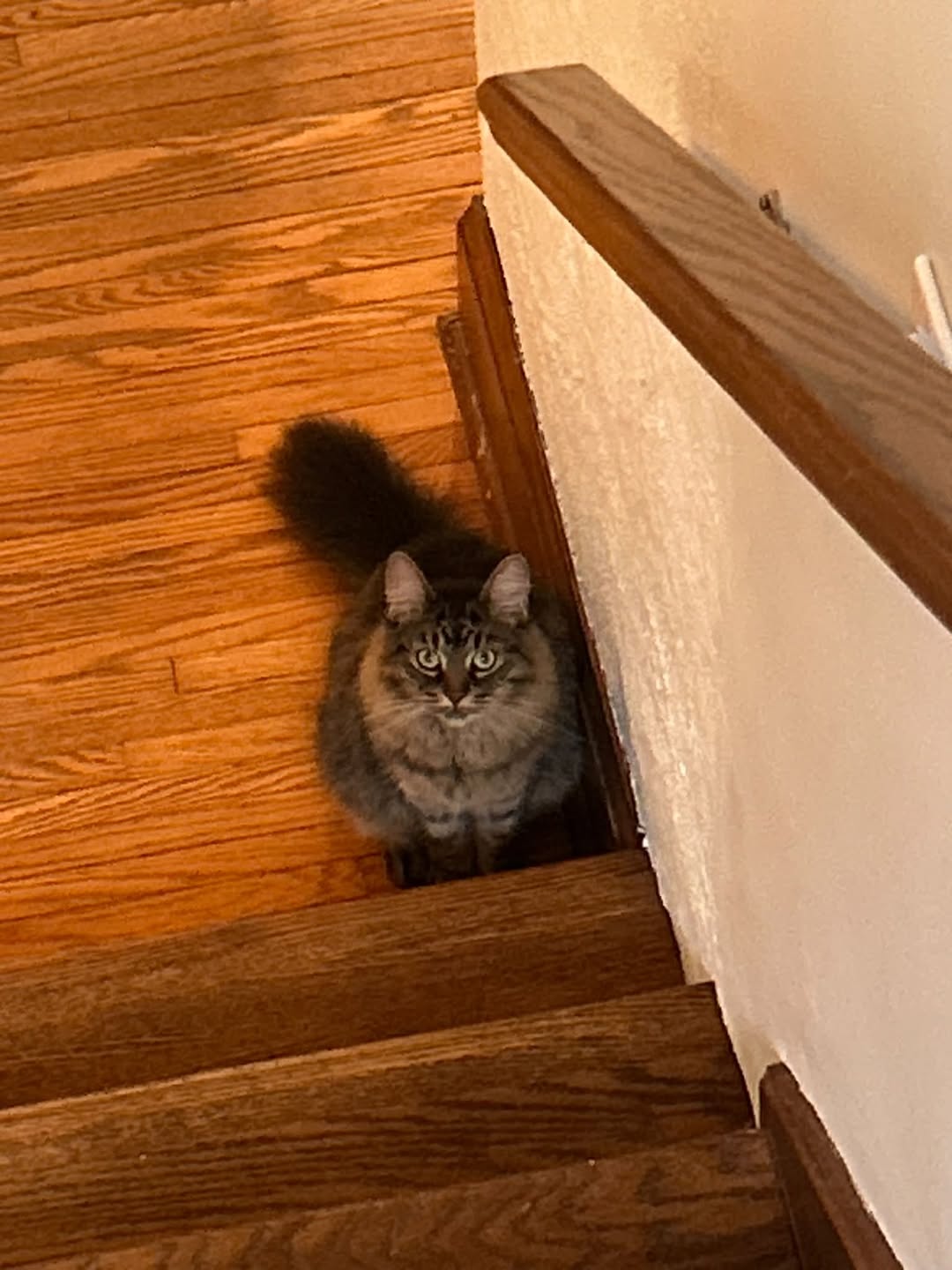 Lost Cat in Kitchener