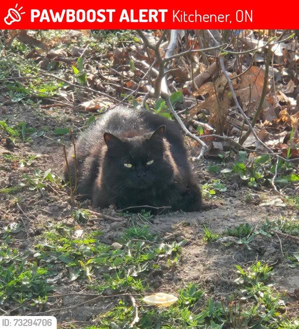 Lost Cat in Erinbrook And Blockline