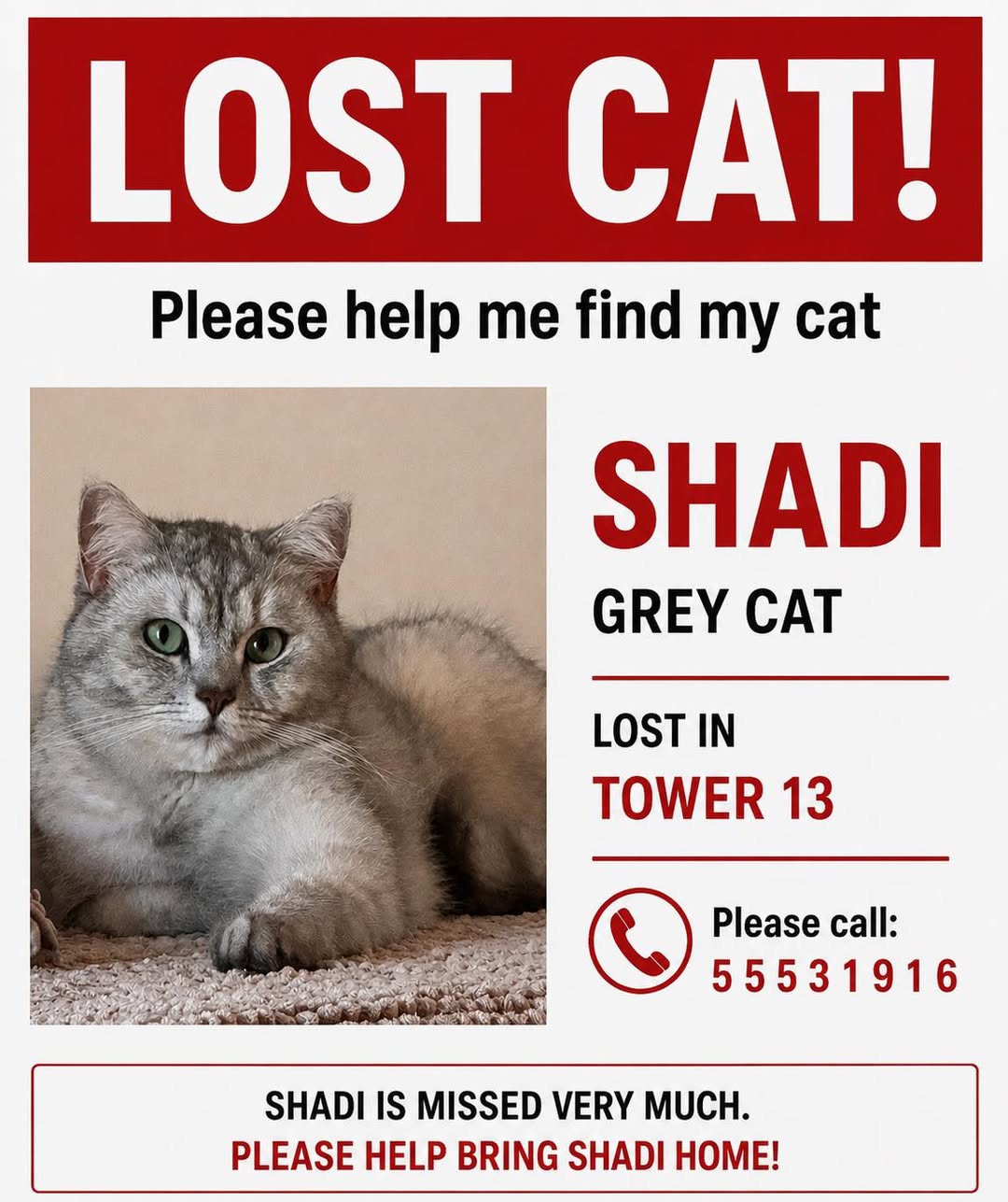 Lost Cat in Doha