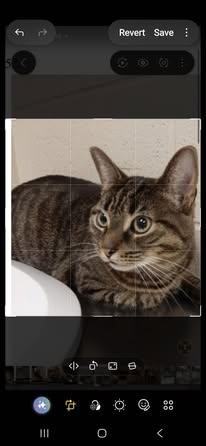 Lost cat