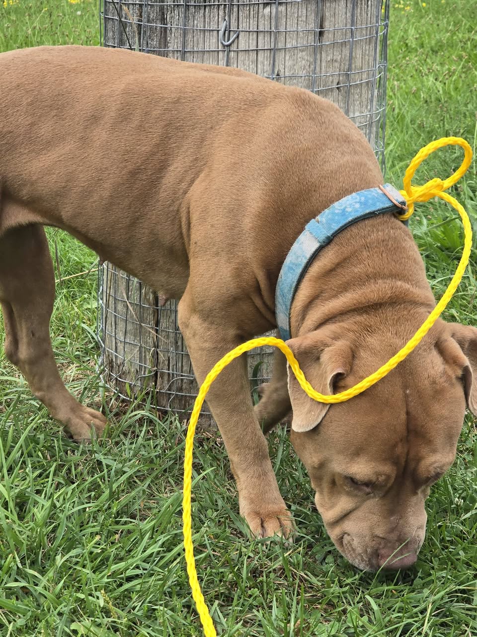 Found dog