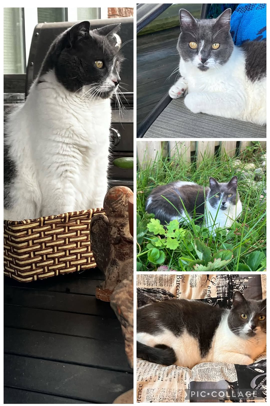 Lost Cat in Stanley Park