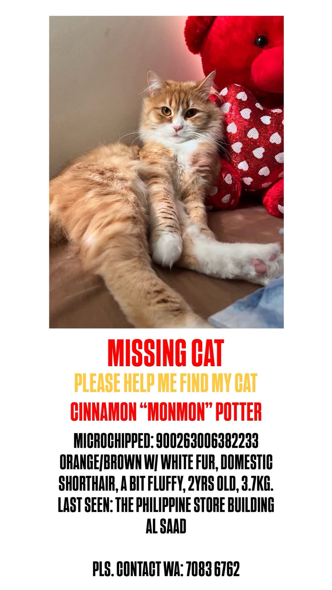 Lost cat