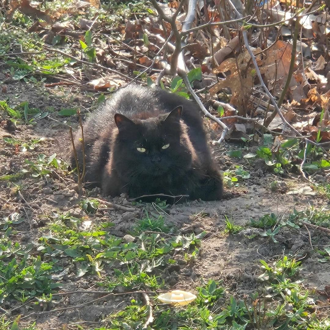 Lost Cat in Kitchener