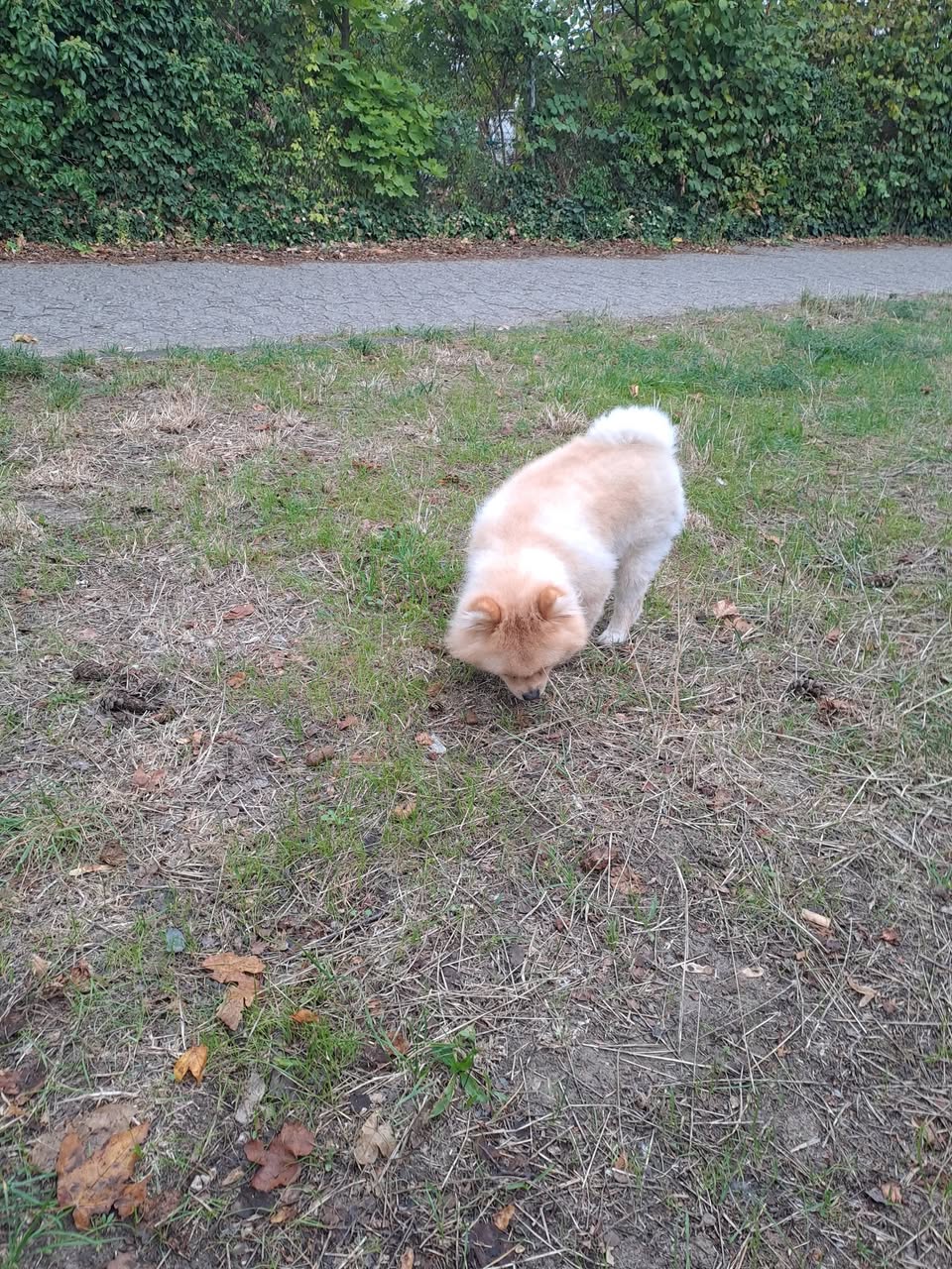 Found dog