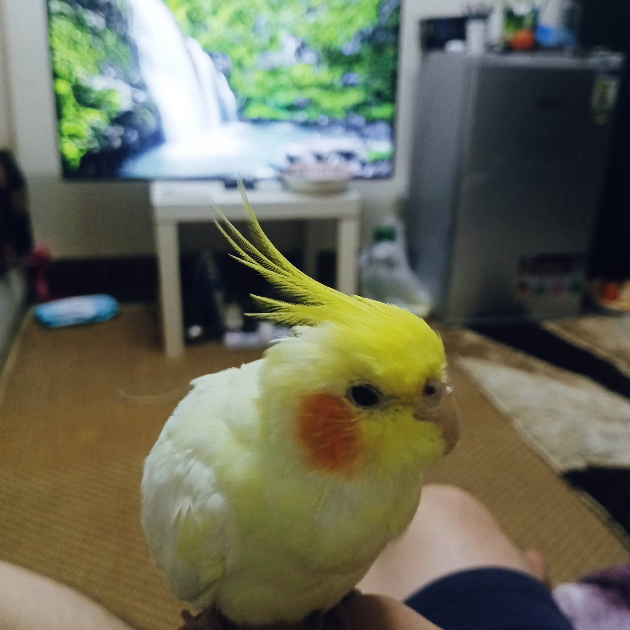 Lost Bird in Doha