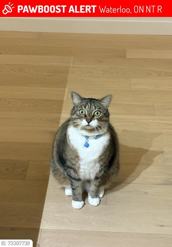 Lost Cat in Waterloo