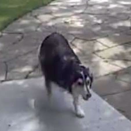 Found dog