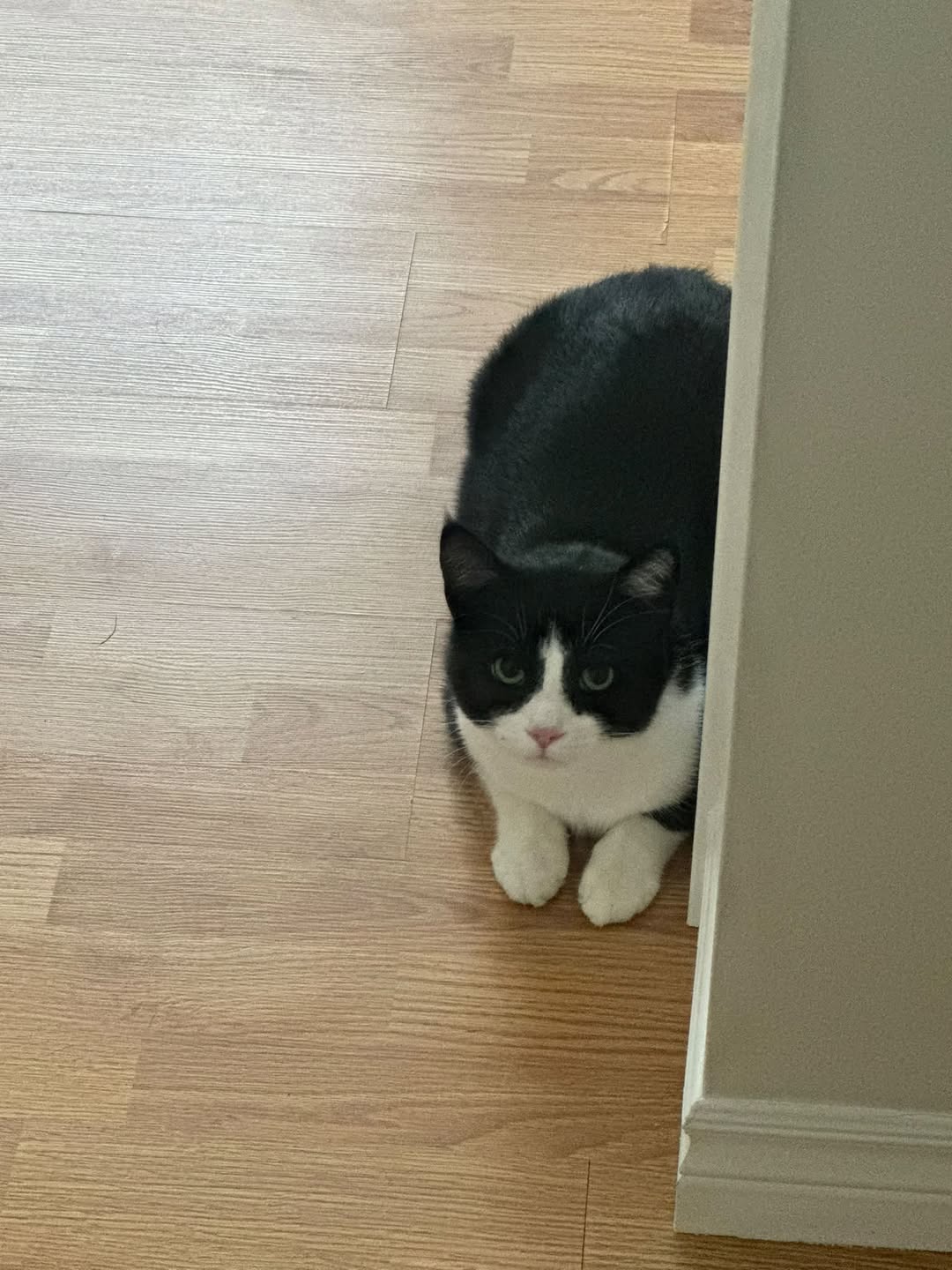 Lost cat