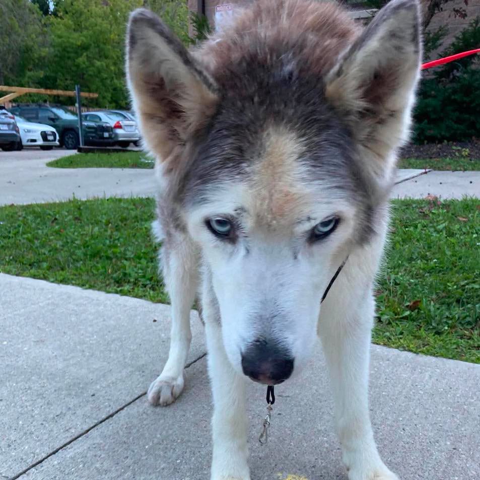 Found dog
