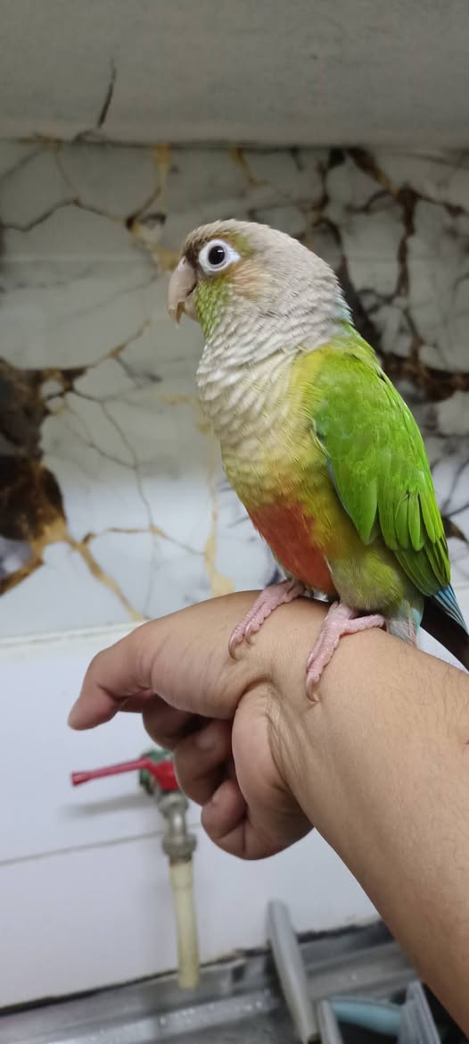 Lost Bird in Doha