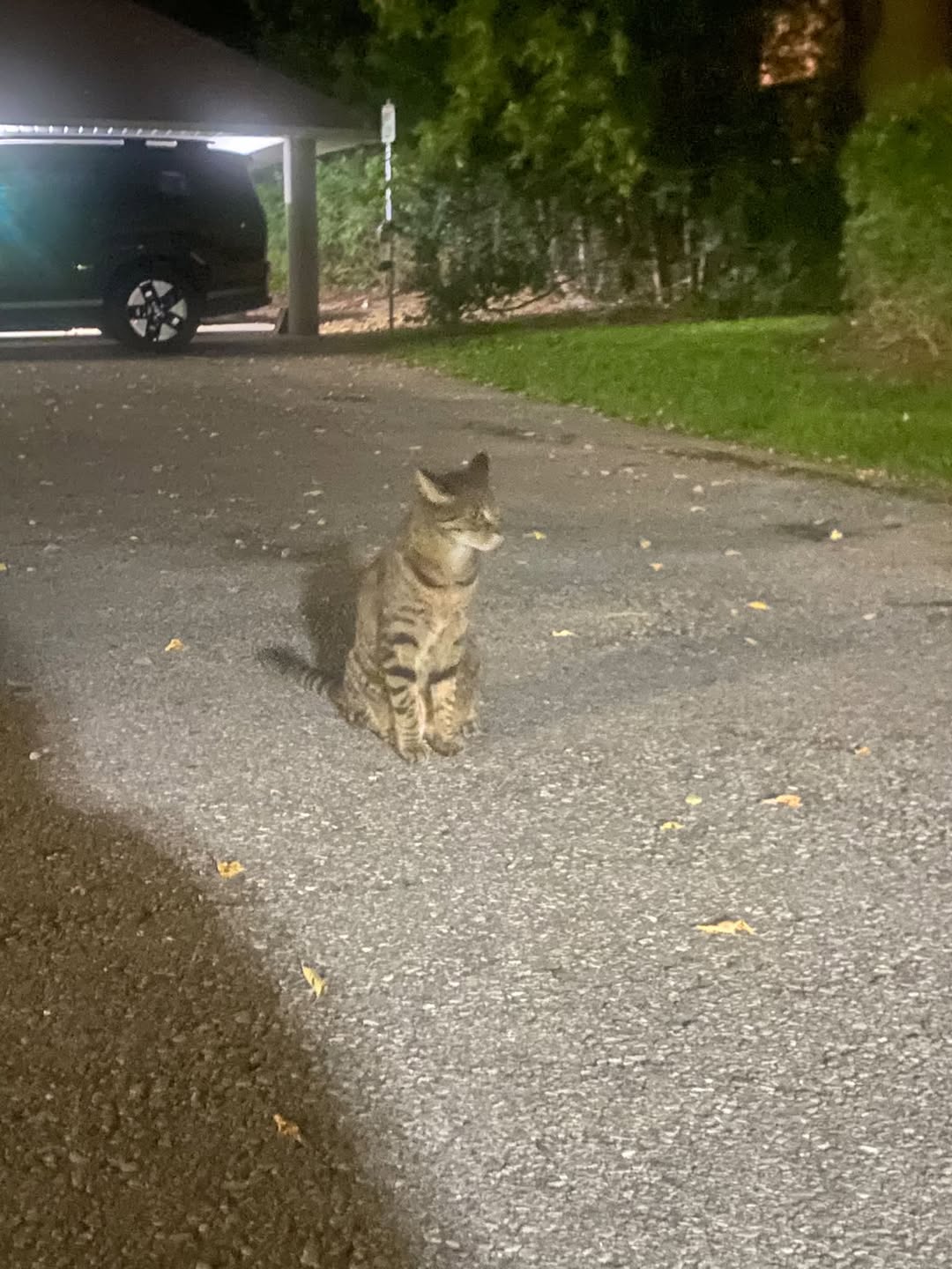 Found cat