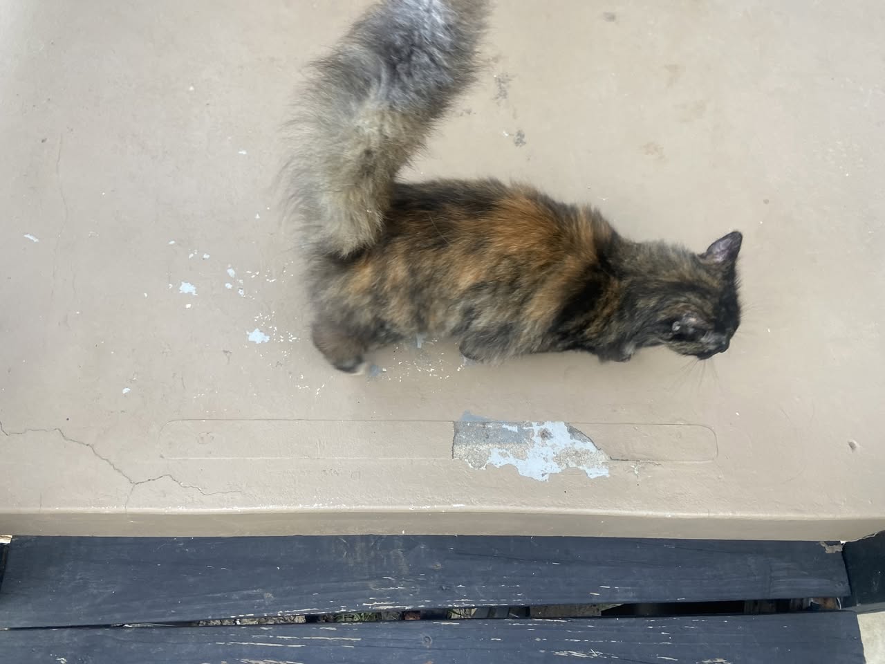 Found Cat in Johnson County
