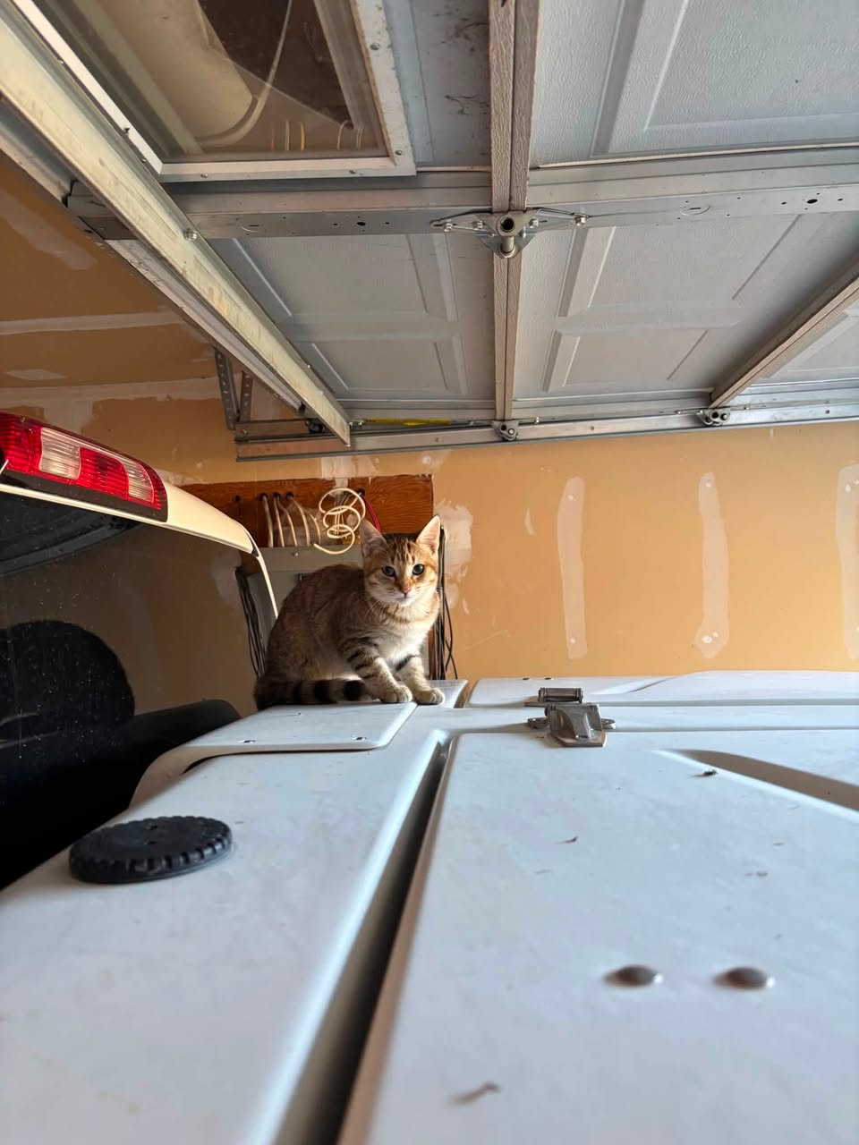 Found cat