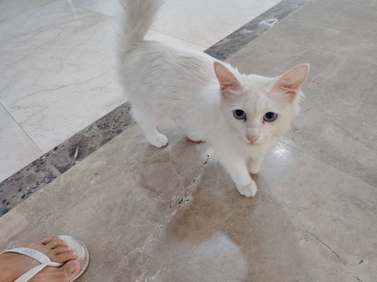 Found cat