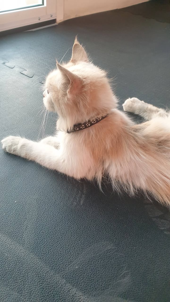 Lost Cat in Doha