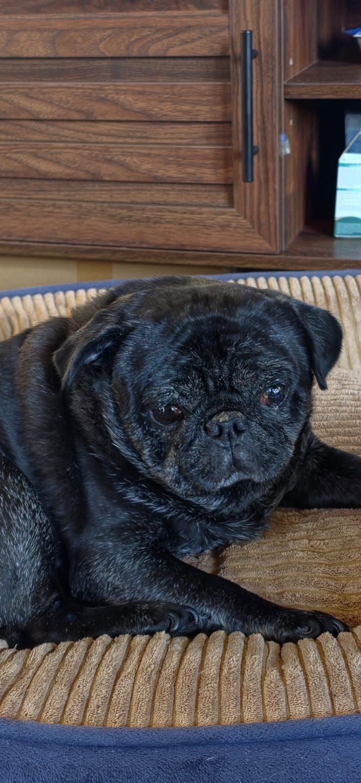 Lost dog