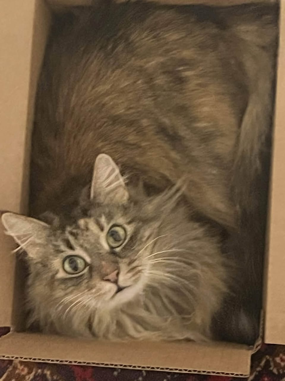 Lost Cat in Johnson County