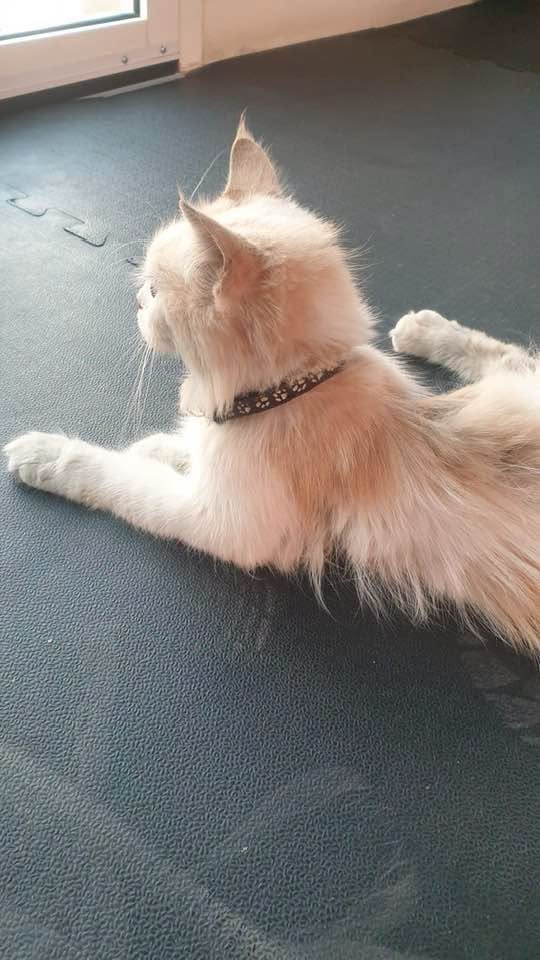 Found cat