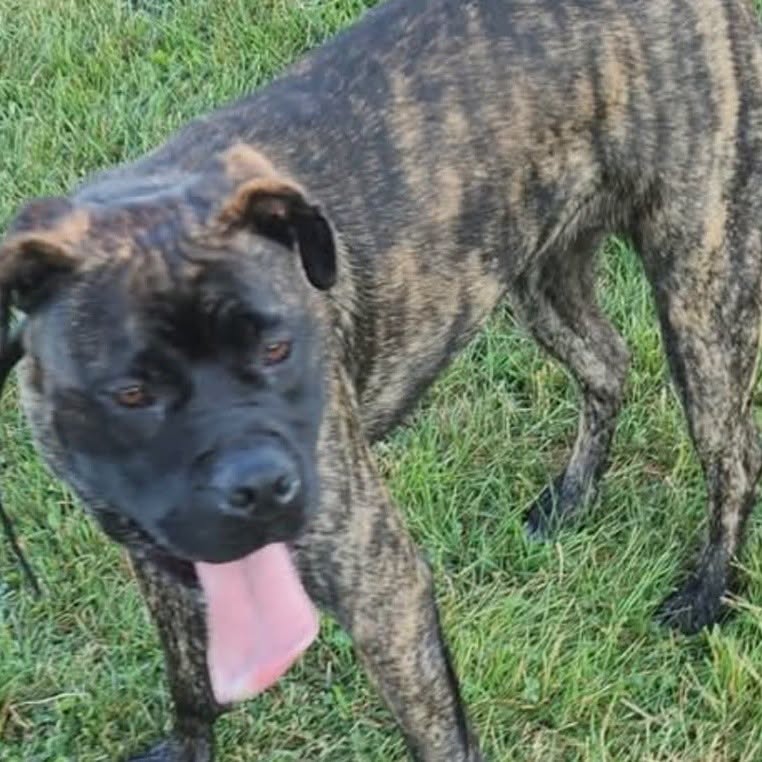 Lost dog
