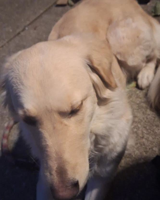 Found Dog in Waterloo